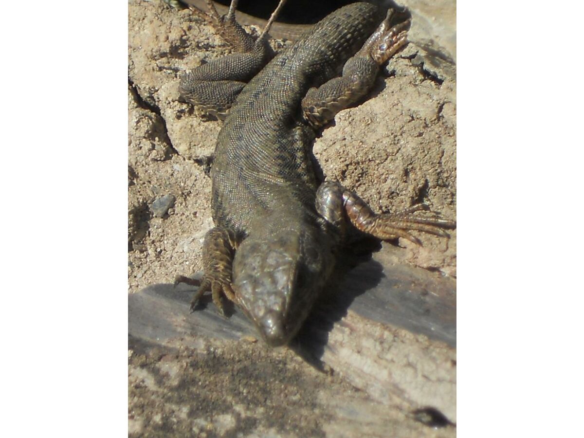 Apartment 4-Bettwohnung Mosel