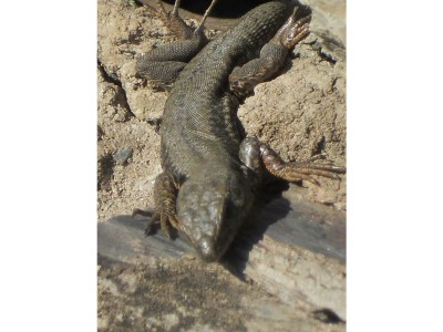 Apartment 4-Bettwohnung Mosel in Klüsserath - Apartment