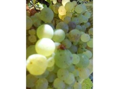 Apartment 4-Bettwohnung Mosel - Outdoor photo 2