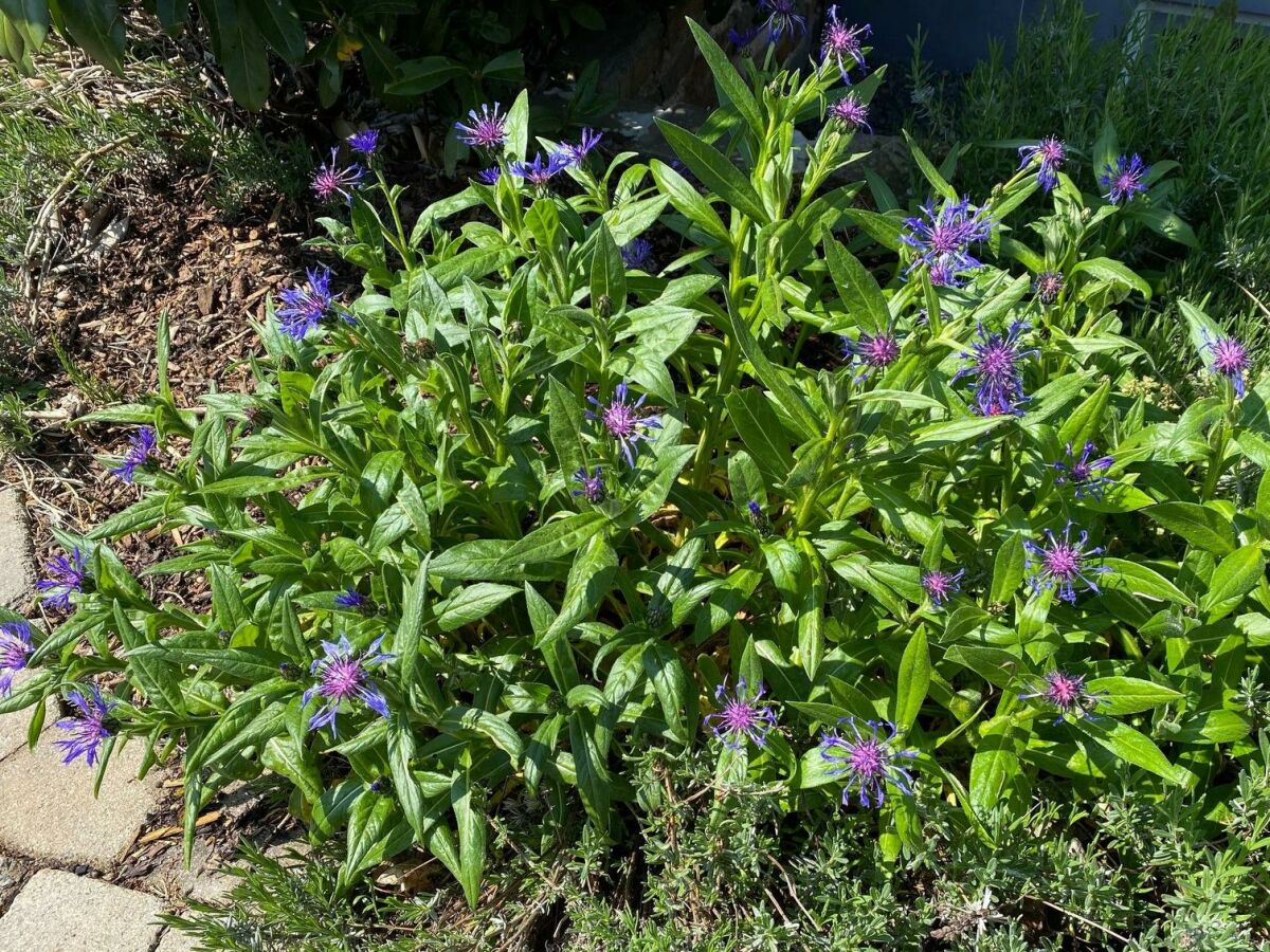 Apartment Ferienwohnung "Fiordaliso" - Outdoor photo 2