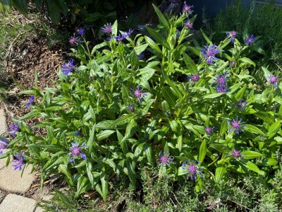 Apartment Ferienwohnung "Fiordaliso" - Outdoor photo 2