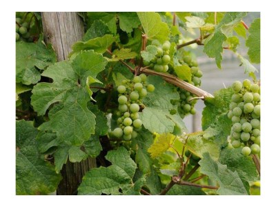 Apartment Ferienwohnung Moselblümchen (55 m²) - Outdoor photo 5