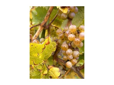 Apartment 4-Bettwohnung*** - Outdoor photo 10