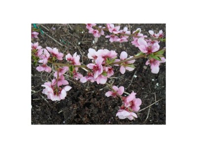 Apartment 4-Bettwohnung*** - Outdoor photo 22