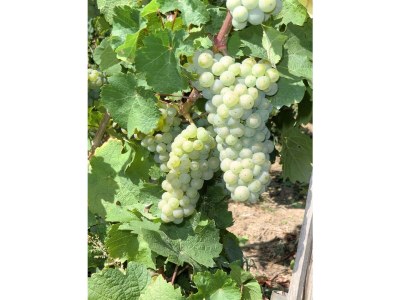 Apartment Casa Dolce Vita - Outdoor photo 6