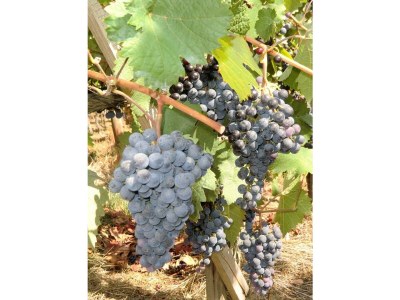 Apartment Casa Dolce Vita - Outdoor photo 7