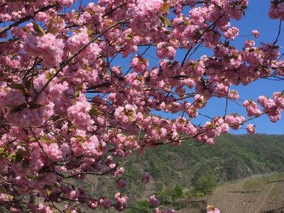 Apartment Ferienwohnung, Dusche, WC, Flussblick - Features photo 32