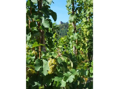 Apartment Ferienwohnung "Sternenwald" - Outdoor photo 35