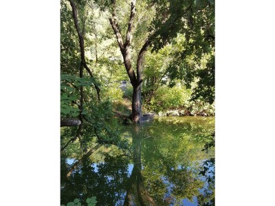 Apartment Ferienwohnung "Sternenwald" - Outdoor photo 40