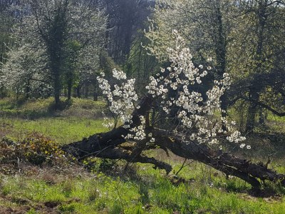 Apartment Ferienwohnung "Sternenwald" - Outdoor photo 69