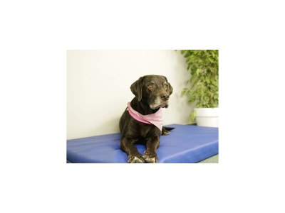 Apartment Ferienwohnung Leopold & Schokominza - Features photo 48