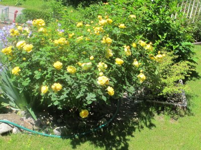 Holiday apartment Blonay Logis de Vacances - Environment photo 23