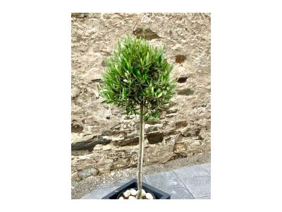 Apartment Ferienwohnung mit 2 Schlafzimmern - Outdoor photo 19