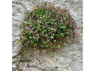 Apartment Ferienwohnung mit 2 Schlafzimmern - Outdoor photo 23