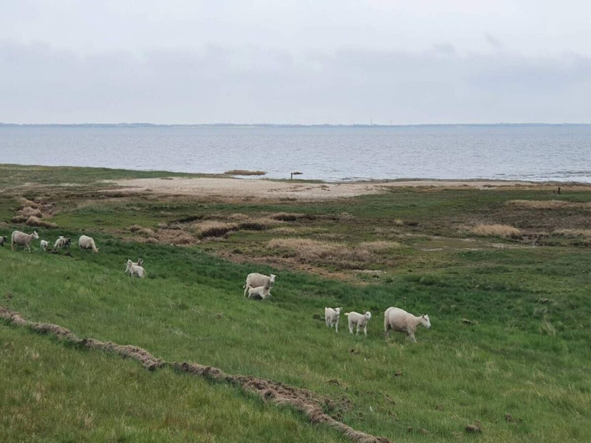 Apartment 6 person holiday home in Rømø-By Traum - Outdoor photo 4