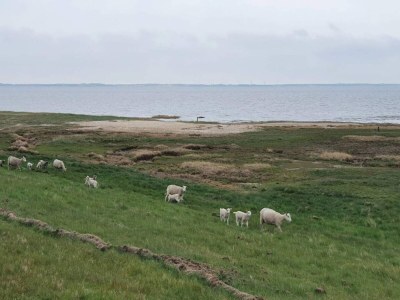 Apartment 6 person holiday home in Rømø-By Traum - Outdoor photo 4