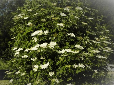 Cottage Schöb-Fritz - Environment photo 17