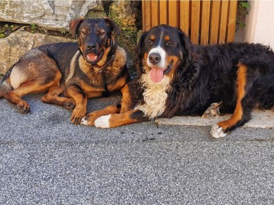 Holiday apartment Kleintierhof Seidl-Eder - Outdoor photo 8