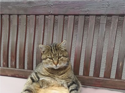 Holiday apartment Kleintierhof Seidl-Eder - Outdoor photo 9