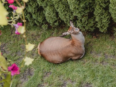 Holiday apartment Kleintierhof Seidl-Eder - Outdoor photo 31