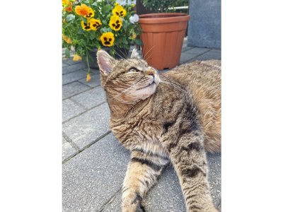 Holiday apartment Kleintierhof Seidl-Eder - Environment photo 40