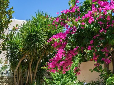 Villa Irini - Environment photo 35