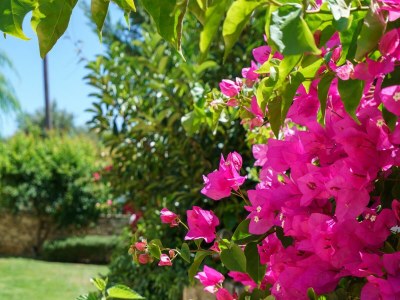 Villa Irini - Environment photo 38