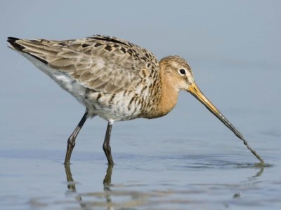 Apartment Penthouse in Cadzand-Bad am Strand - Environment photo 18