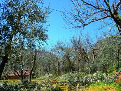 Holiday house Ferienhaus in Lucca mit Pool und Talblick - Environment photo 36