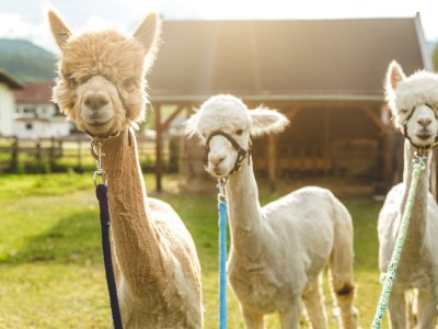 Apartment Lechtal Top 11 - Outdoor photo 7