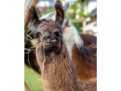 Apartment Top 1-6 und Top 8 & 10 - Outdoor photo 8