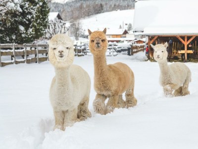 Apartment Top 1-6 und Top 8 & 10 - Outdoor photo 30