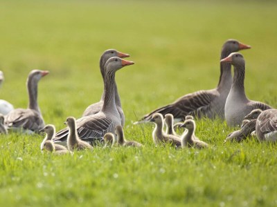 Holiday house No title - Environment photo 36