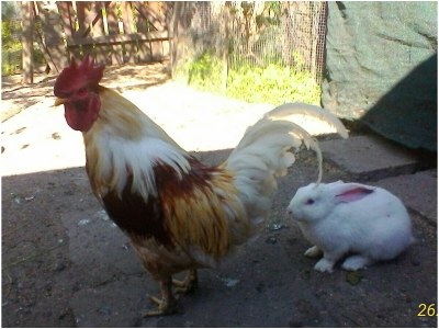 Holiday apartment Komfortapartment - Outdoor photo 6