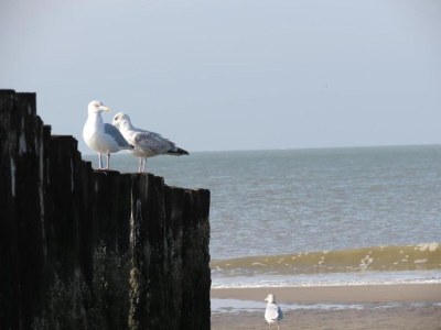 Apartment Studio in Domburg near Beach and Nature Reserve - Environment photo 26