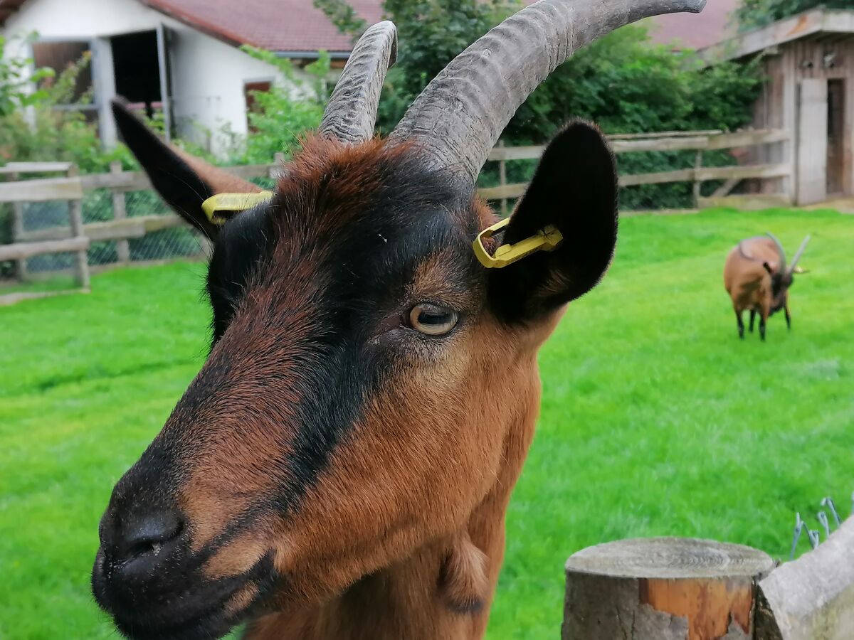 Holiday house Cockrel House - Outdoor photo 5