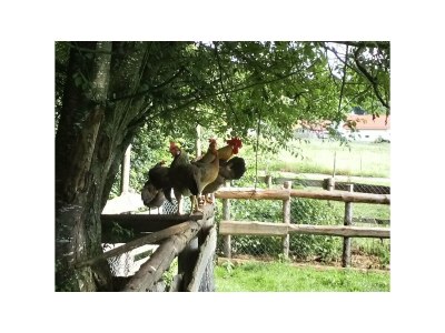 Holiday house Cockrel House - Outdoor photo 6