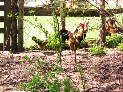 Holiday house Cockrel House - Outdoor photo 8