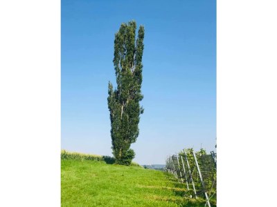 Villa Landvilla Sinelia - Environment photo 18