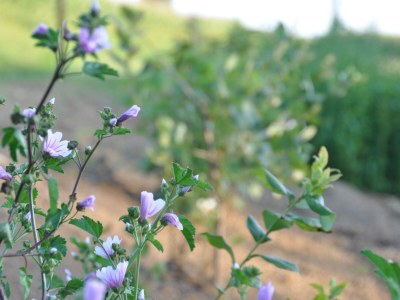 Villa Landvilla Sinelia - Environment photo 19