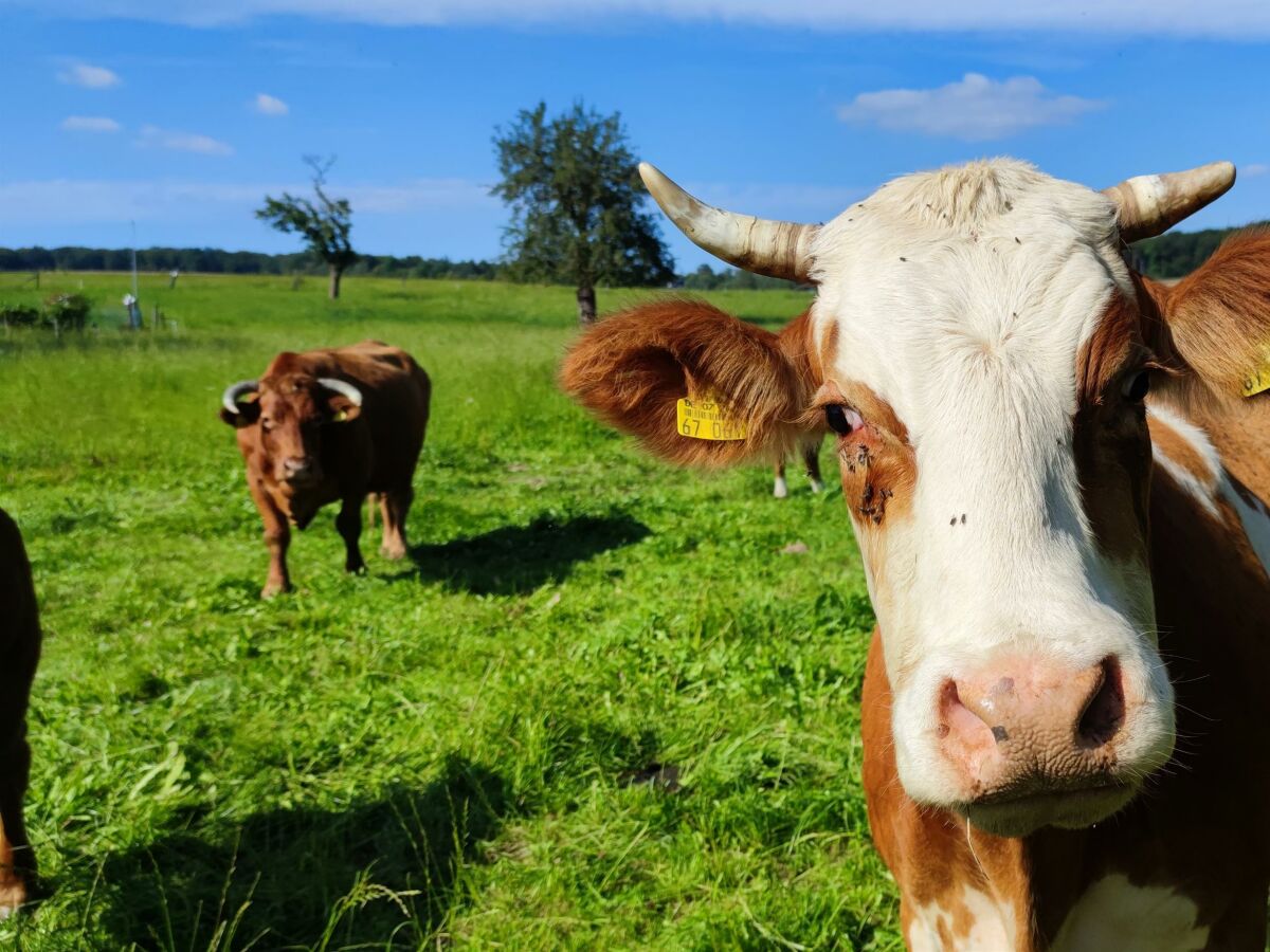 Apartment Wohnung Eins