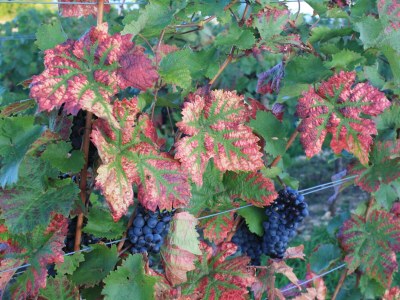 Apartment Die Wohlfühl-Fewo - Outdoor photo 6