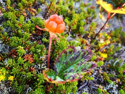 Holiday house 7 Personen Ferienhaus in Bøstad-By Traum - Outdoor photo 8