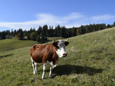 Holiday apartment Stübenbächle - Outdoor photo 11