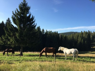 Holiday apartment Stübenbächle - Environment photo 36