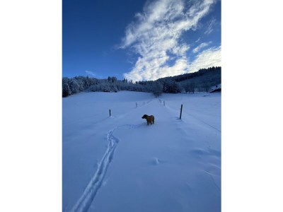 Holiday apartment Stübenbächle - Environment photo 40