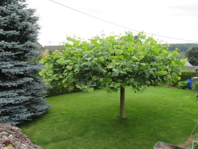 Apartment Ferienwohnung - Outdoor photo 6