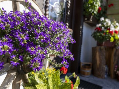 Apartment Appartement Edelweiss - Outdoor photo 4