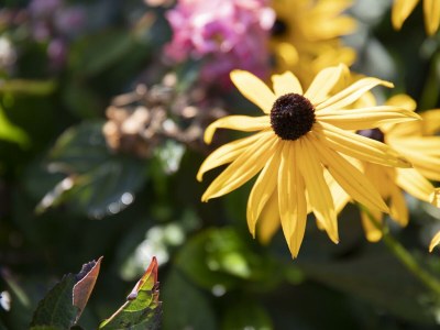 Apartment Appartement Edelweiss - Outdoor photo 13