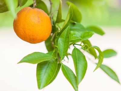 Holiday house Can Joan Des Forn - Environment photo 36